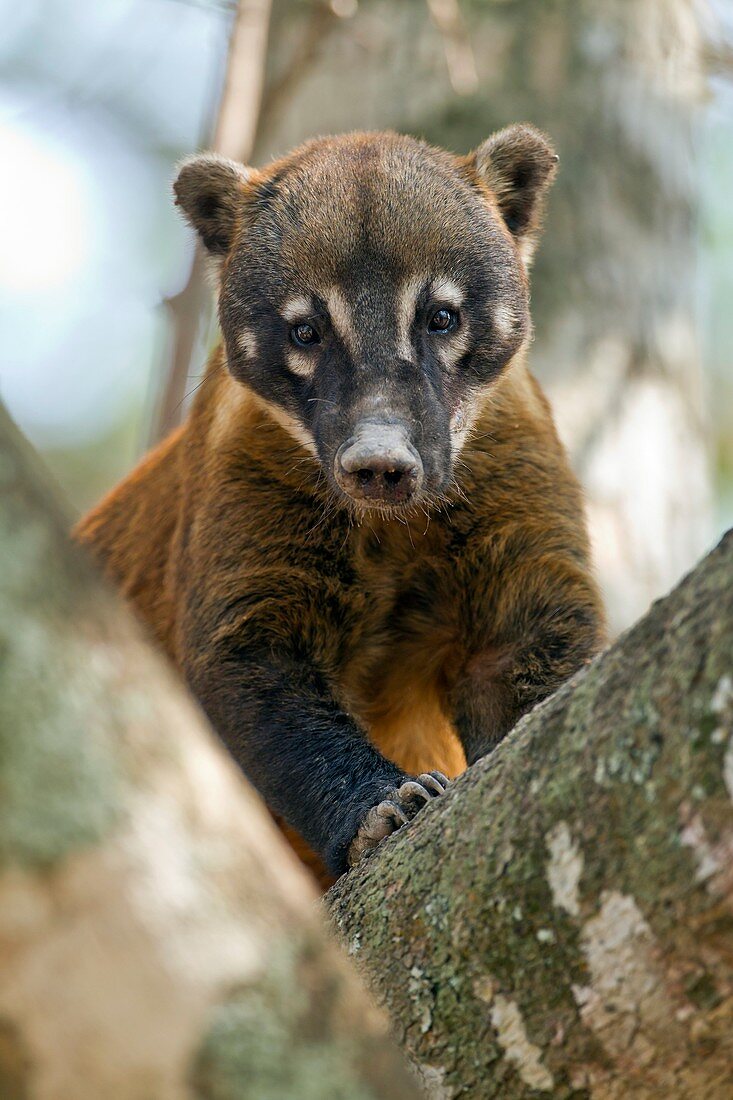 South American coati in a tree
