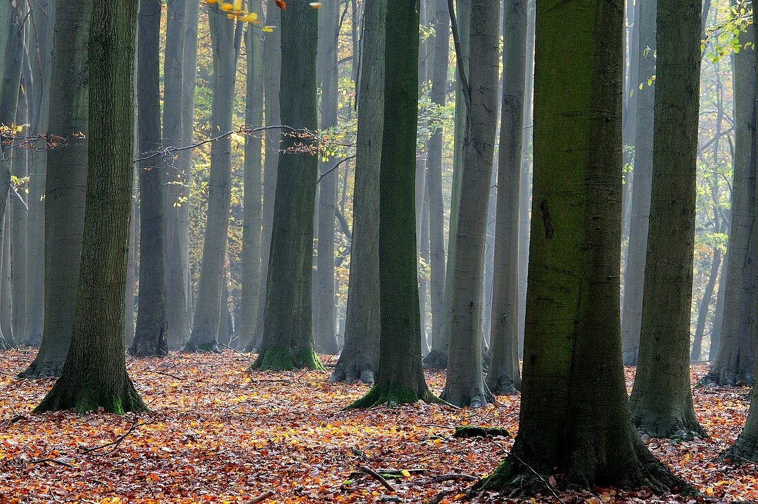 Beech tree forest,UK