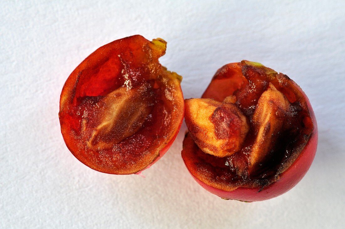 Holly berry (Ilex aquifolium