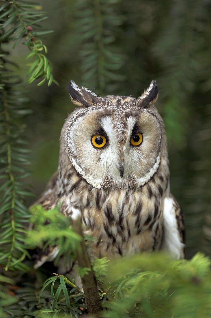 Long-eared owl in a tree