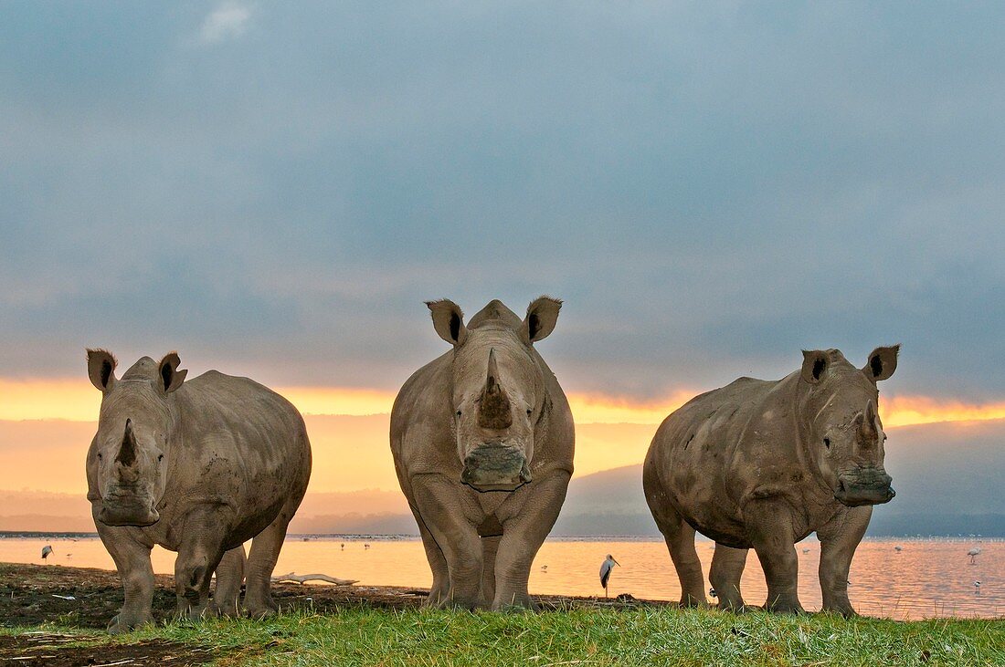 White rhinoceroses