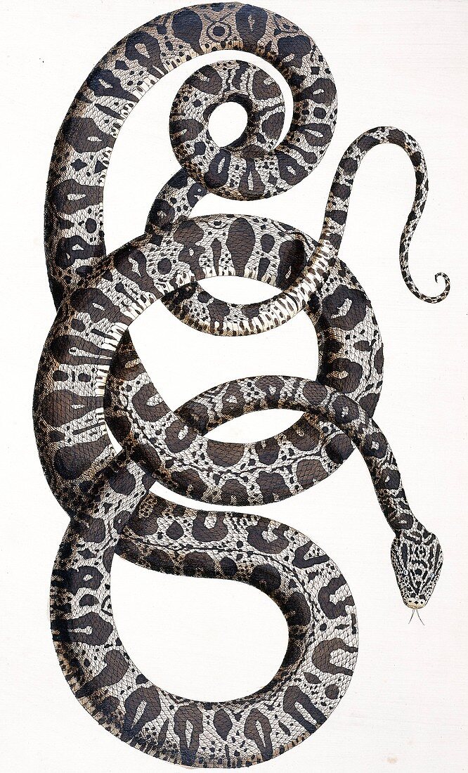 Snake,18th century artwork