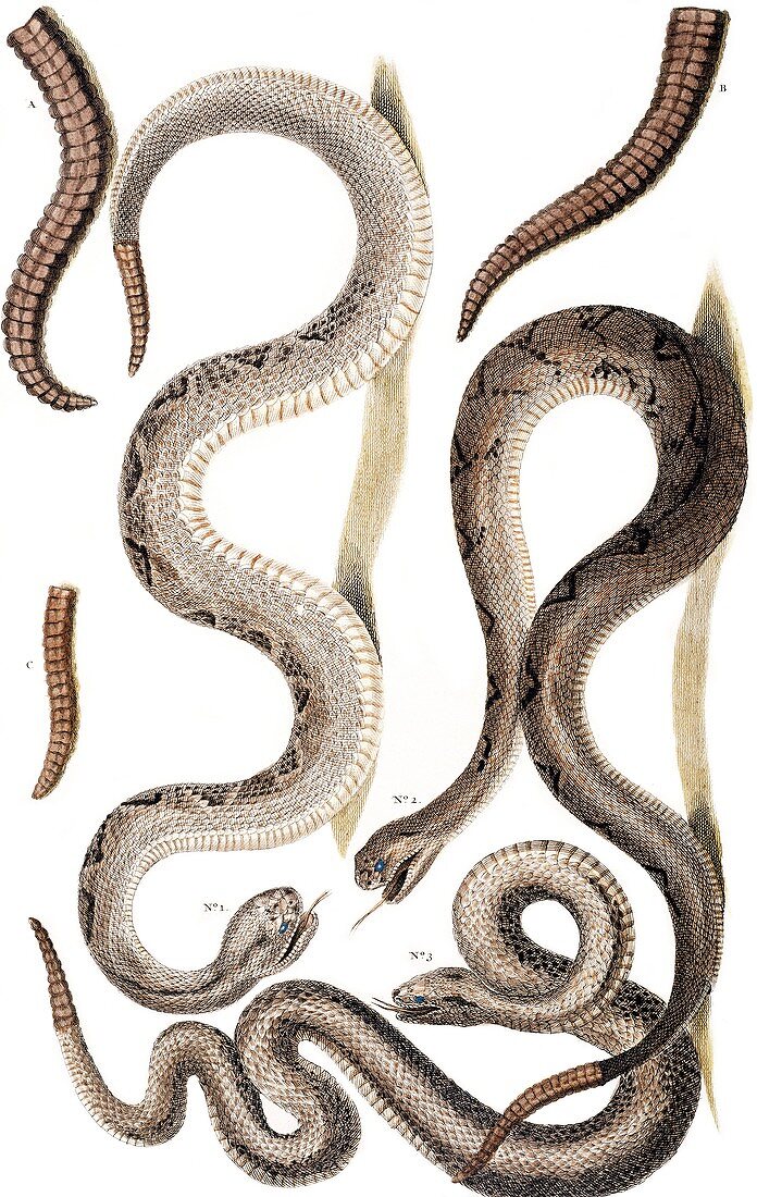 Snakes,18th century artwork