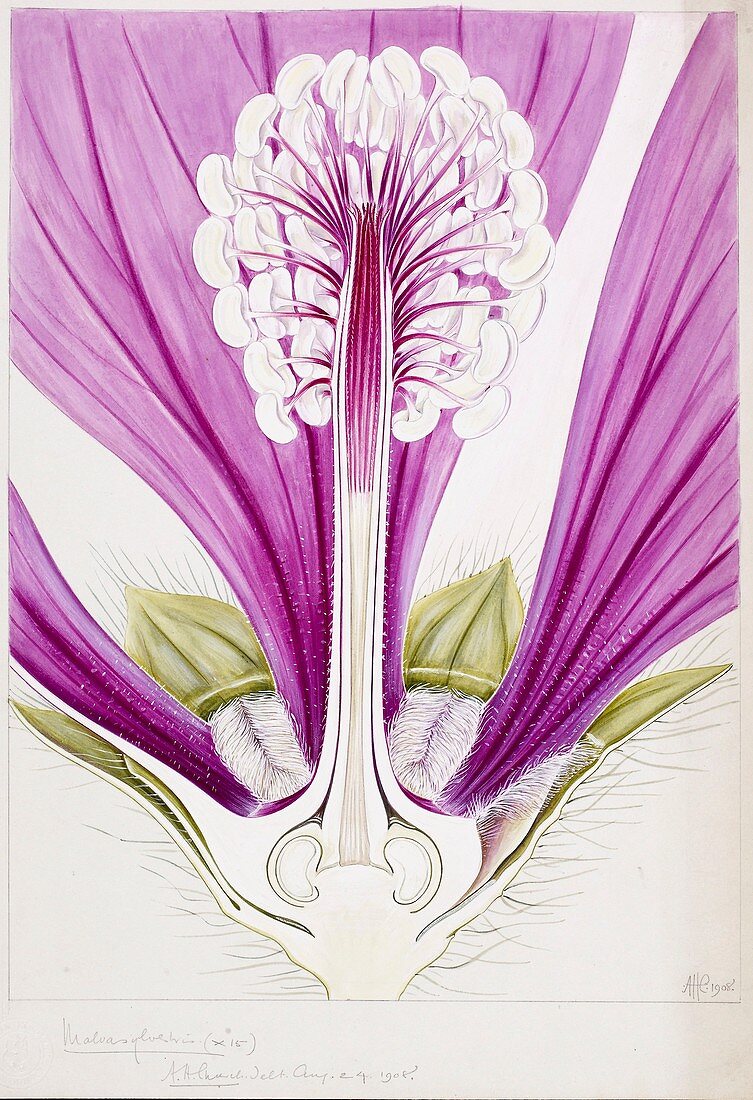 Mallow (Malva sylvestris) flower,artwork