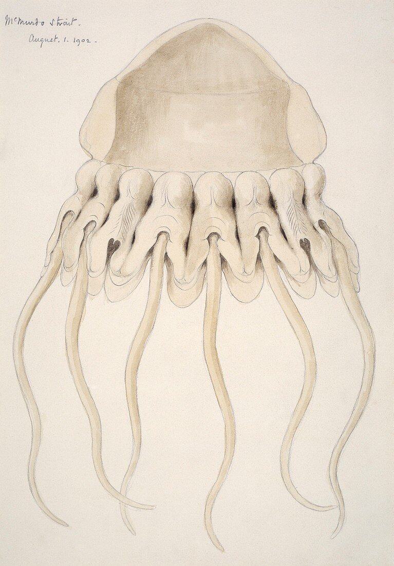 Helmet jellyfish,artwork
