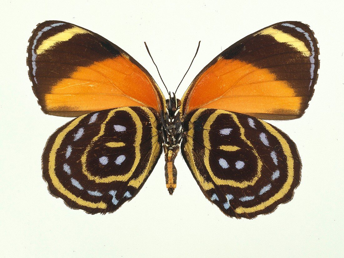 Astarte eighty-eight butterfly