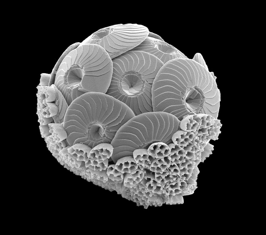 Calcareous phytoplankton,SEM