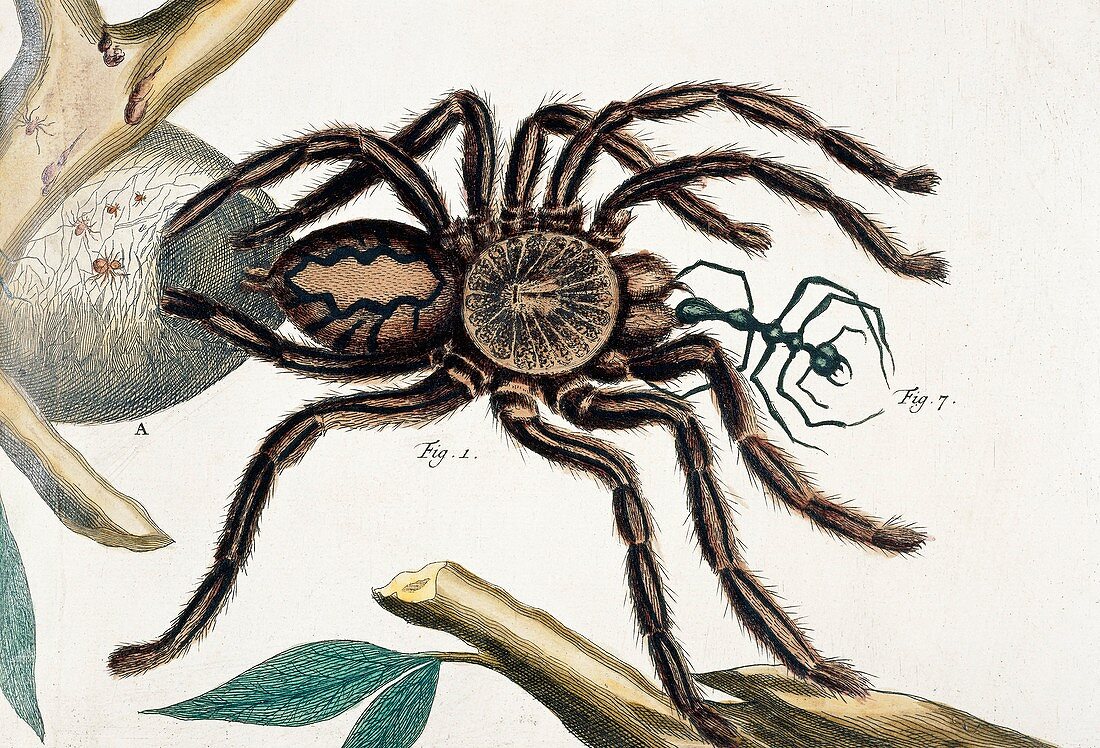 Tarantula feeding,18th century artwork