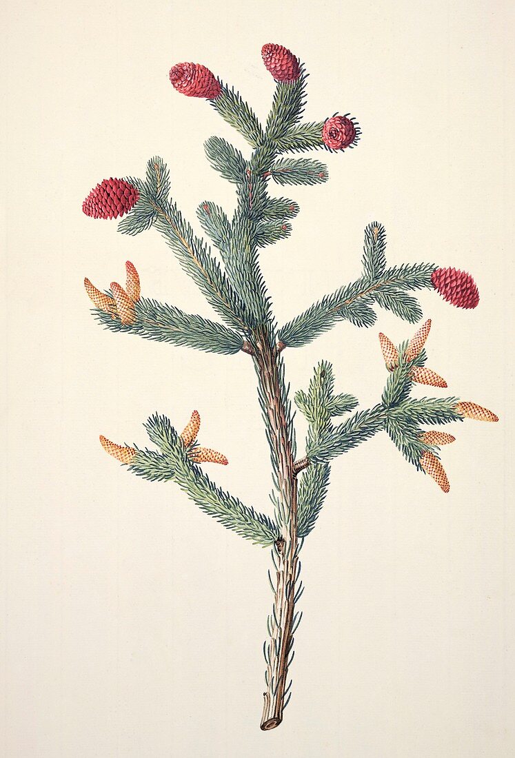 White spruce (Picea glauca),artwork