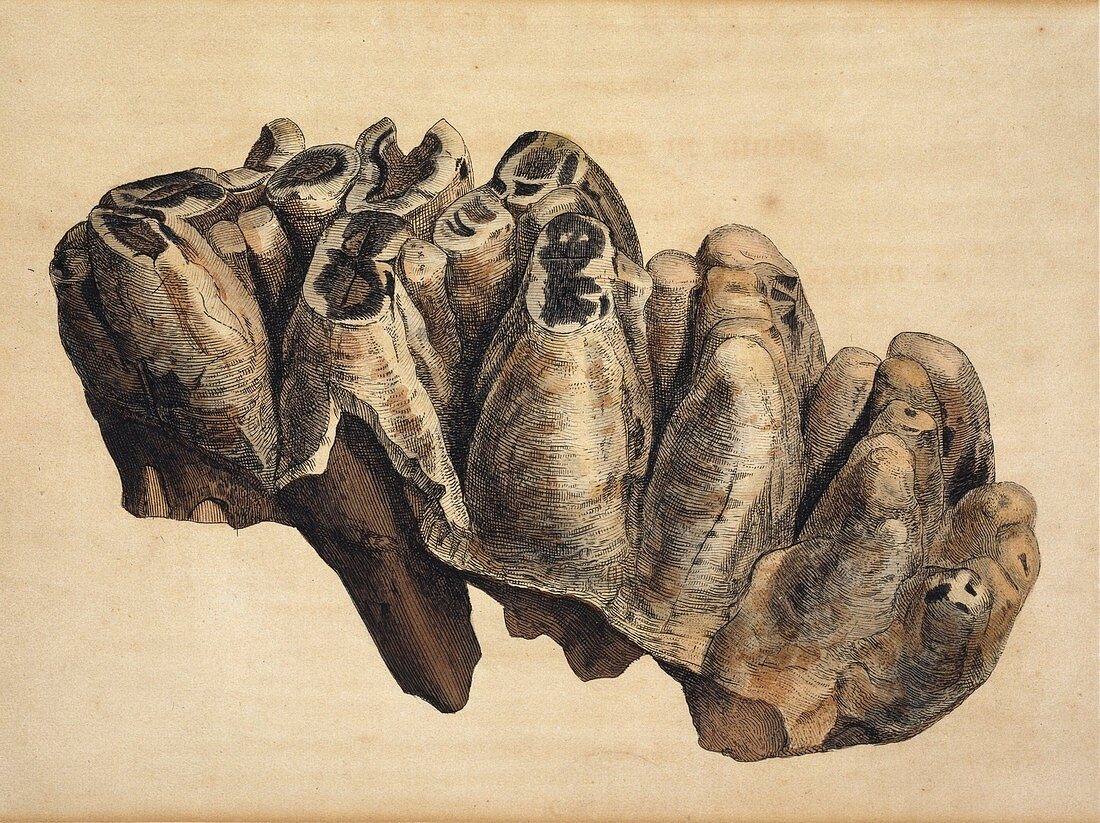 Fossil mastadon tooth,artwork