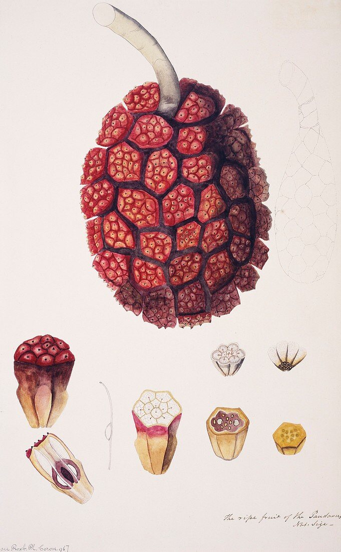 Screw pine (Pandanus sp) fruit,artwork