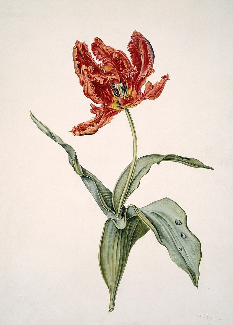 Tulip (Tulipa gesneriana),artwork