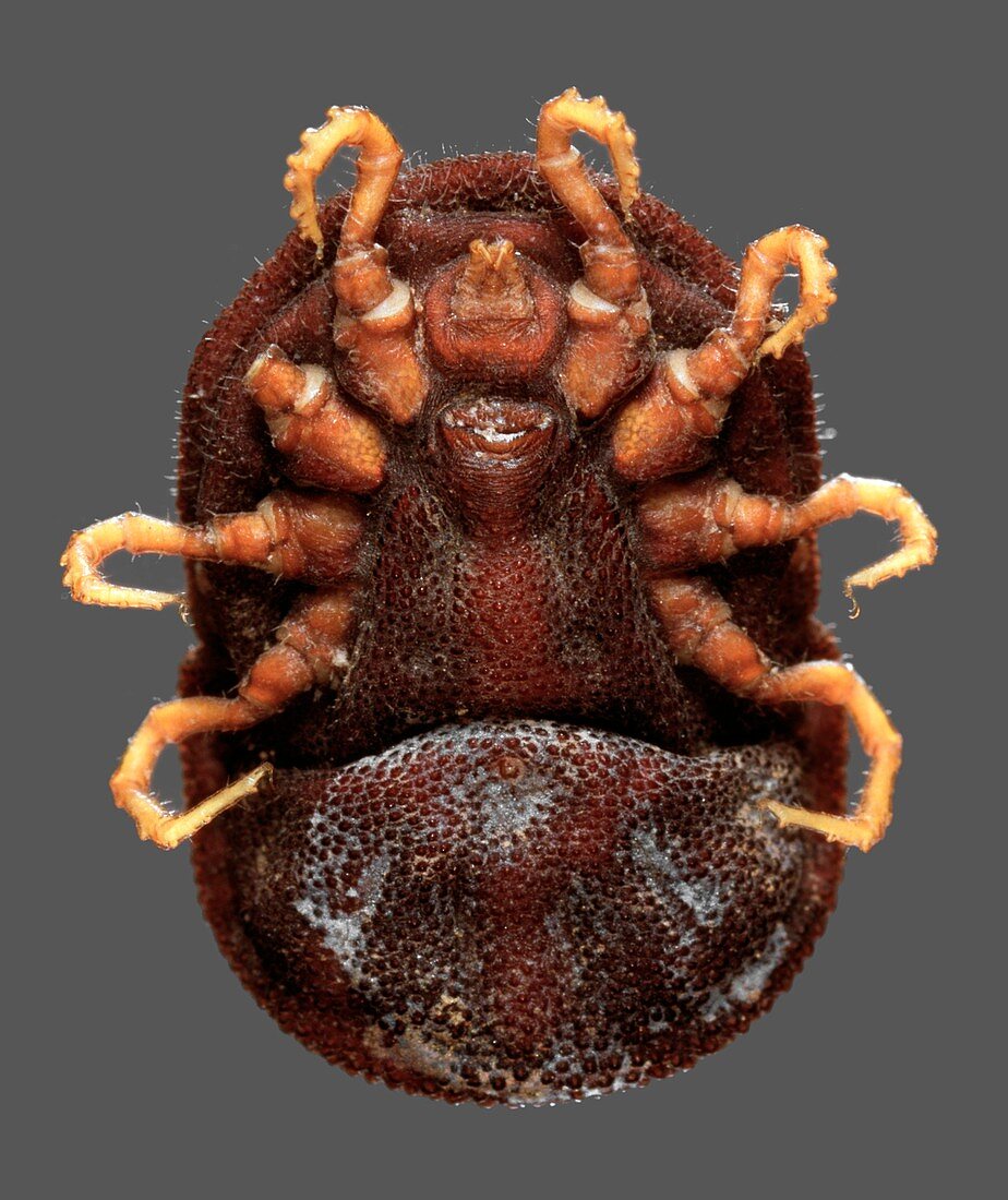 Ornithodoros moubata tick