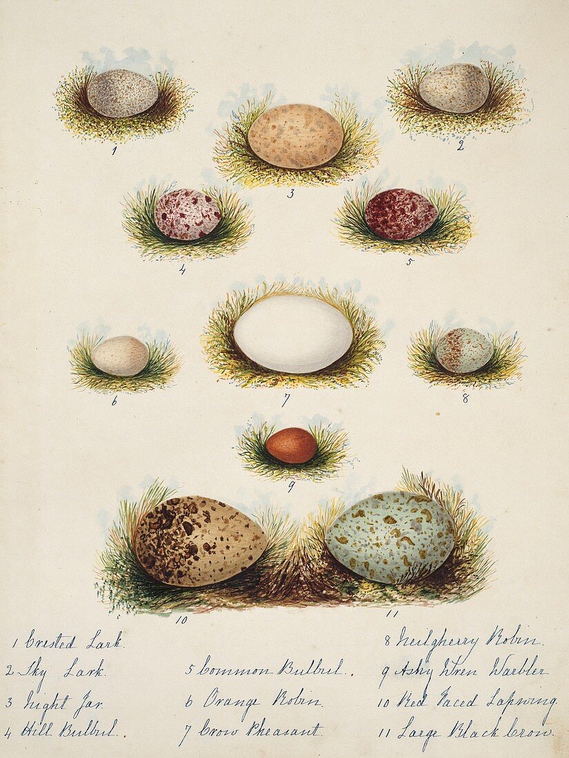 Bird eggs from India