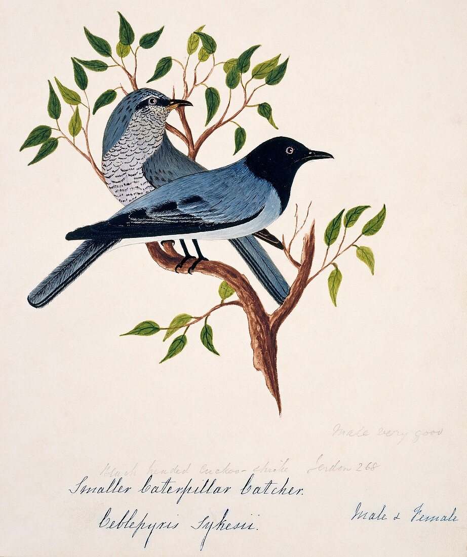 Blackheaded cuckoo-shrike male and female