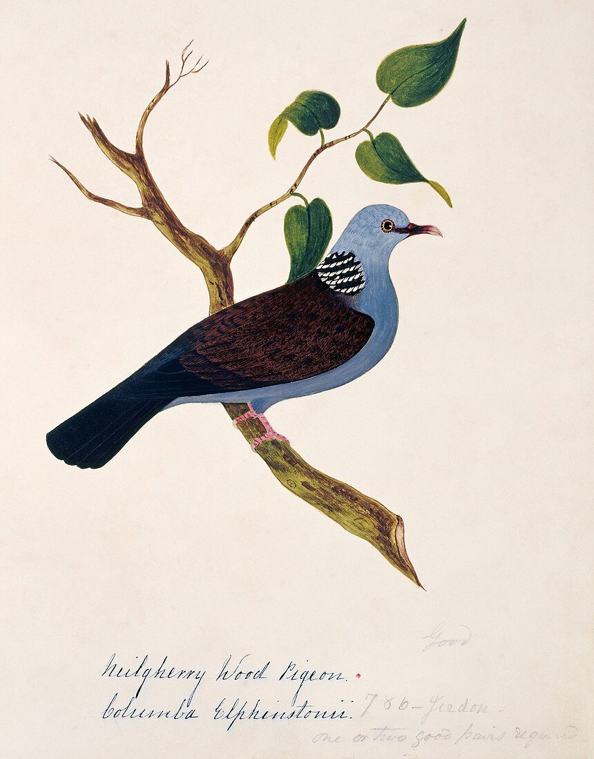 Nilgiri woodpigeon