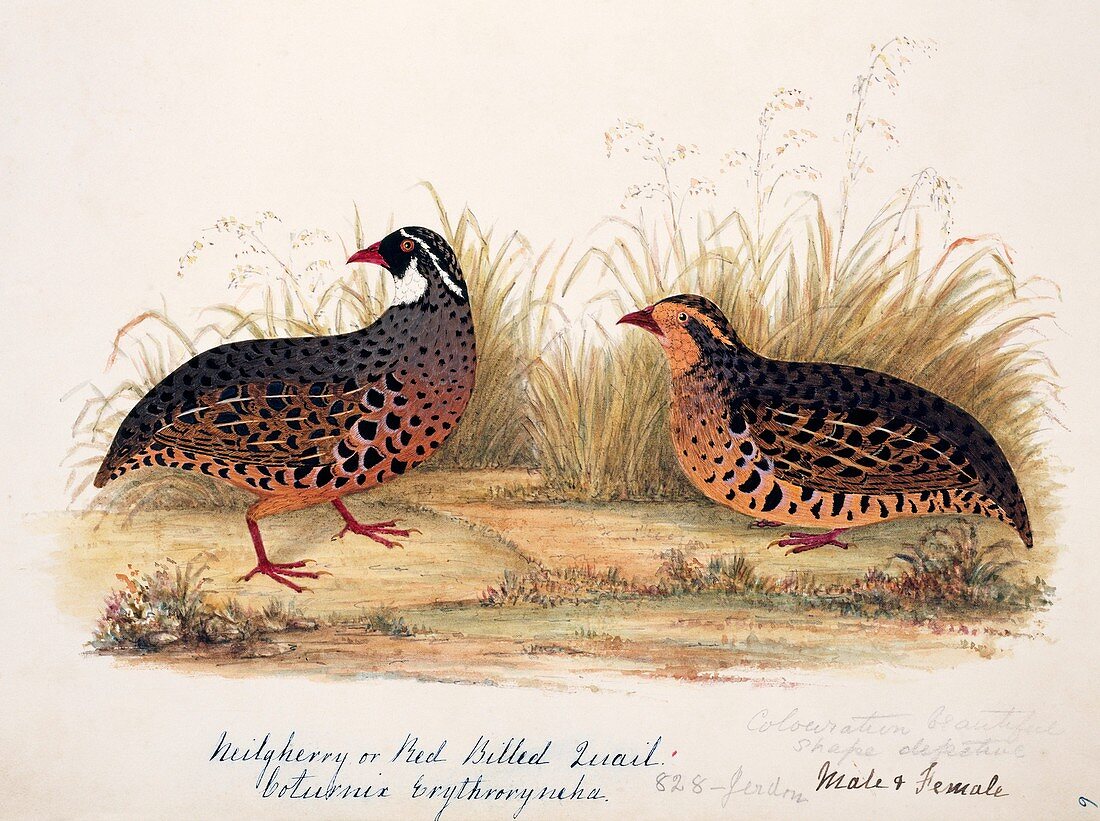 Painted bush quail male and female