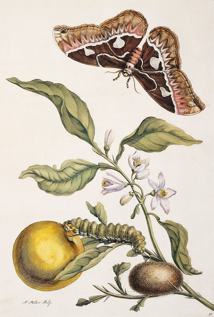 Insects of Surinam,18th century artwork