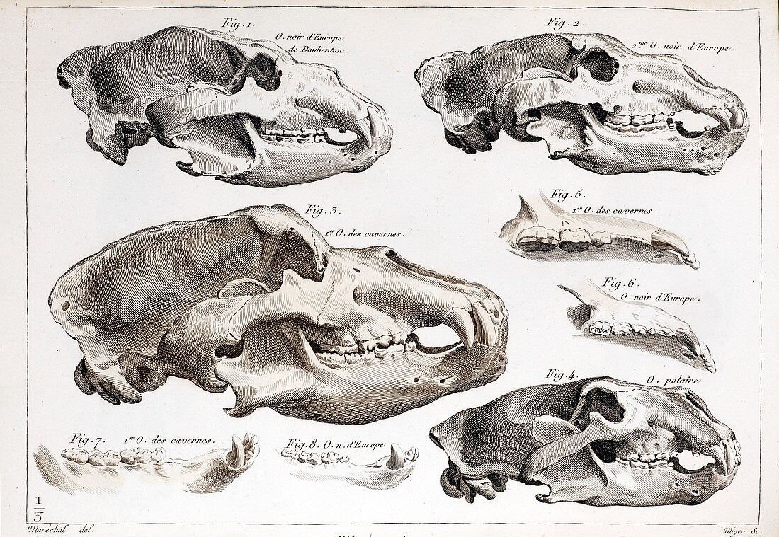 1812 Cuvier Cave bear & extant bear skull