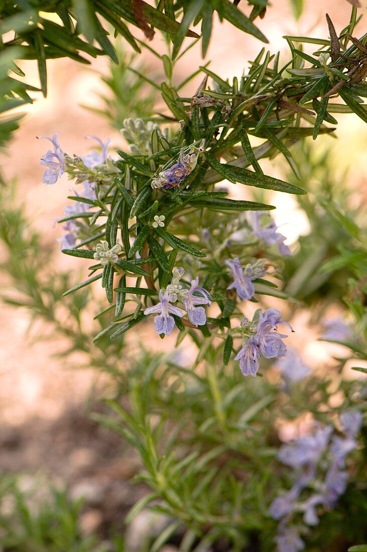 Rosemary (Rosmarinus officinalis)