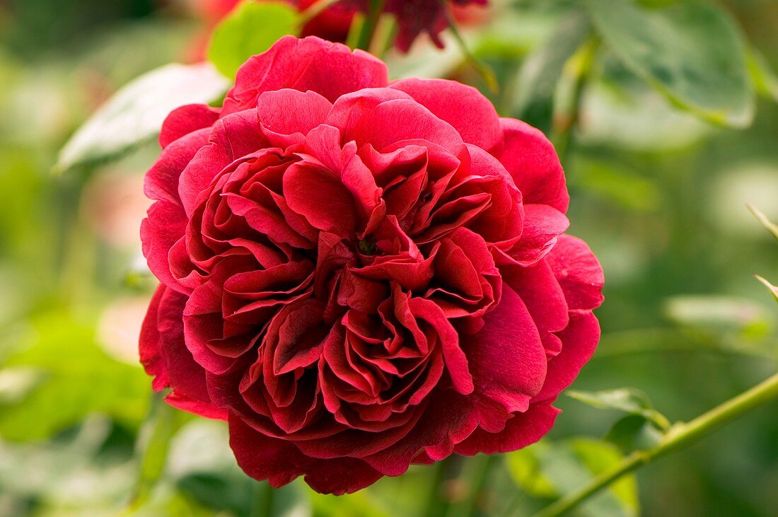 Rose (Rosa 'L D Braithwaite')