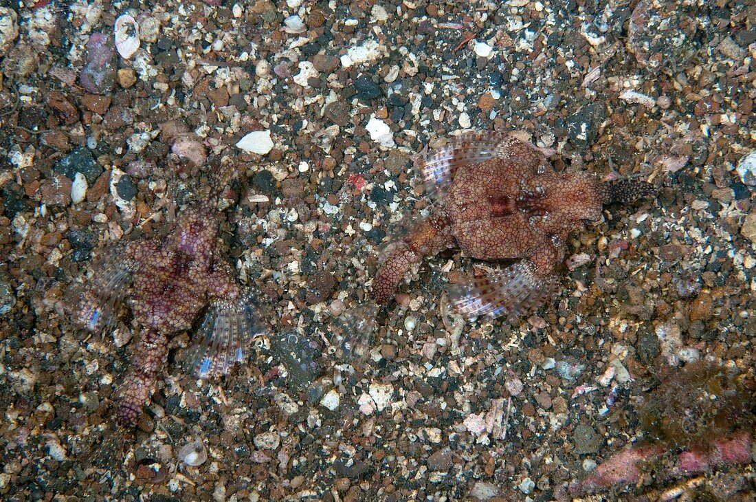 Dragon sea moths camouflaged