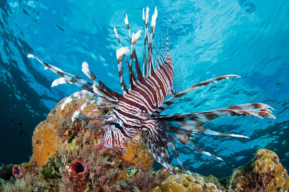 Lionfish on a reef