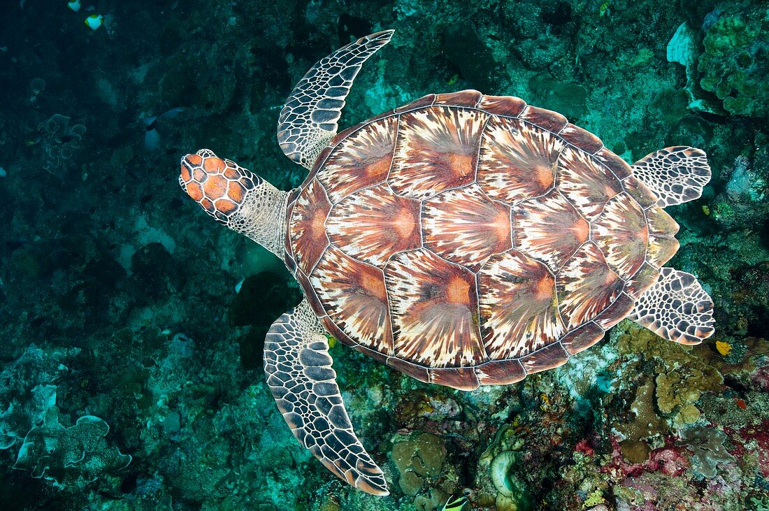 Green sea turtle swimming