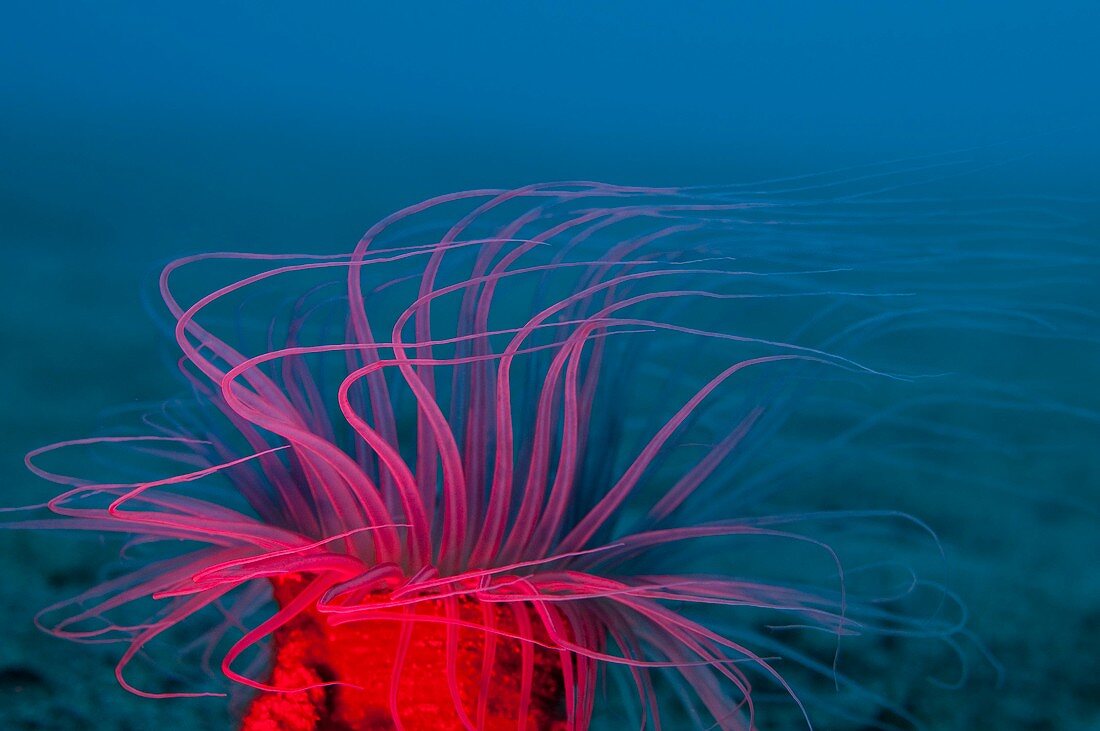 Tube anemone lit with red strobe light