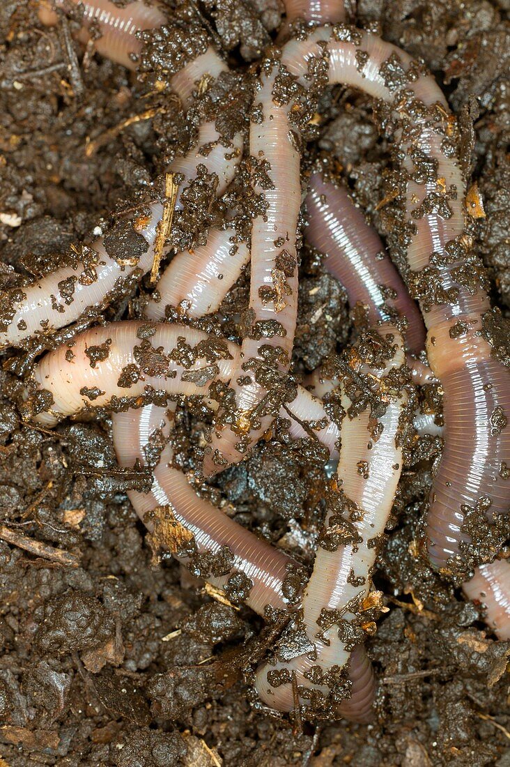 Earthworms feeding on fallen leaves