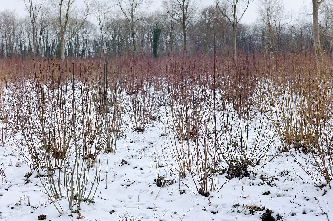 Coppice woodland in winter