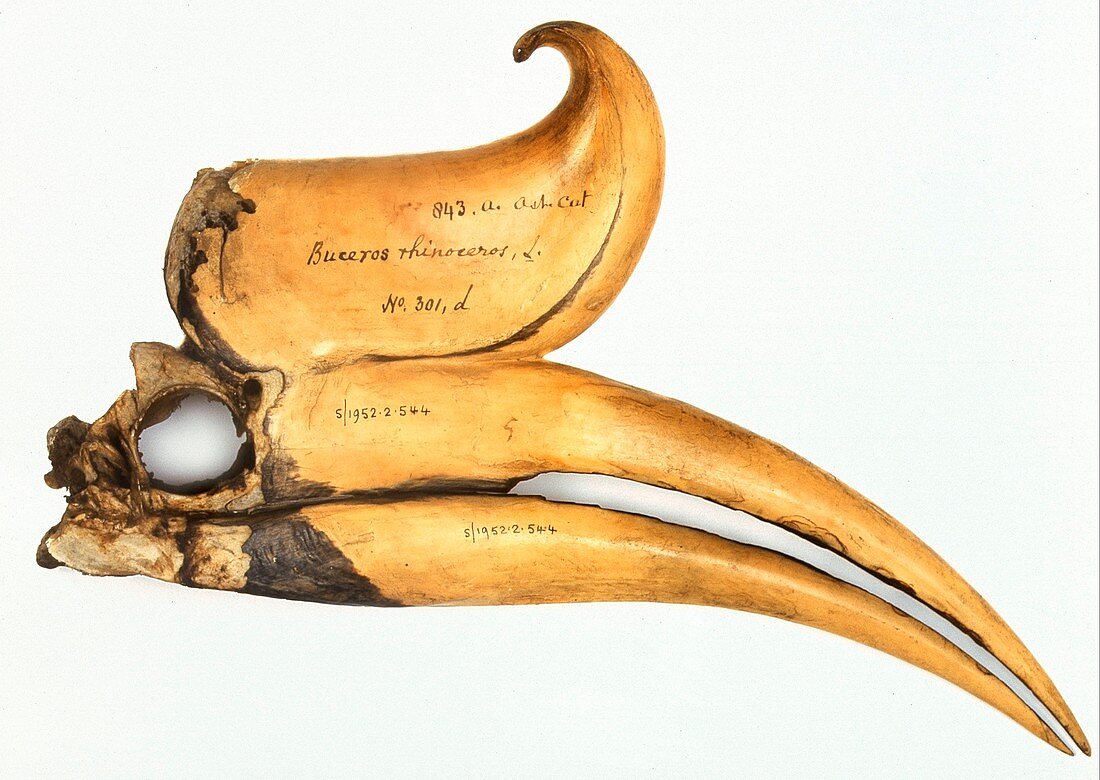 Rhinoceros hornbill skull