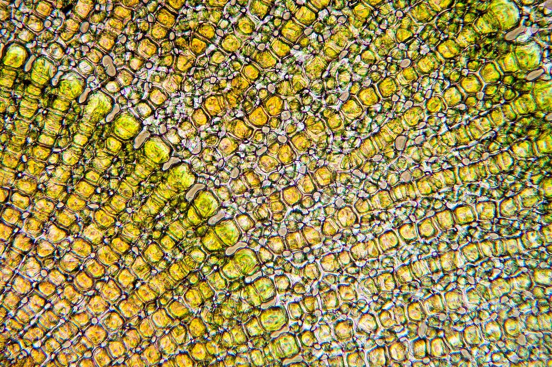 Sea urchin spine,light micrograph