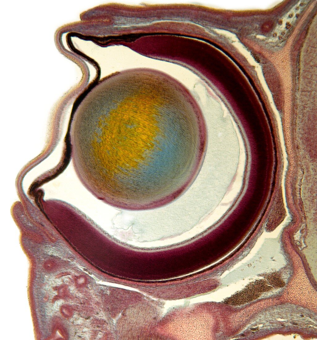 Dogfish eye,light micrograph