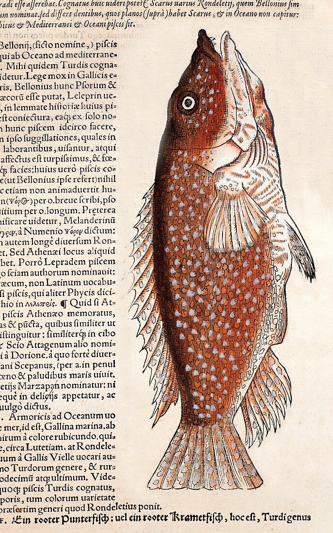 1560 Gesner early fish illustration