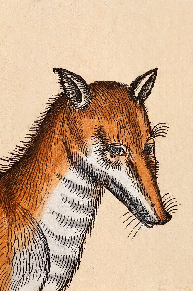 1560 Red Fox portrait from Conrad Gesner