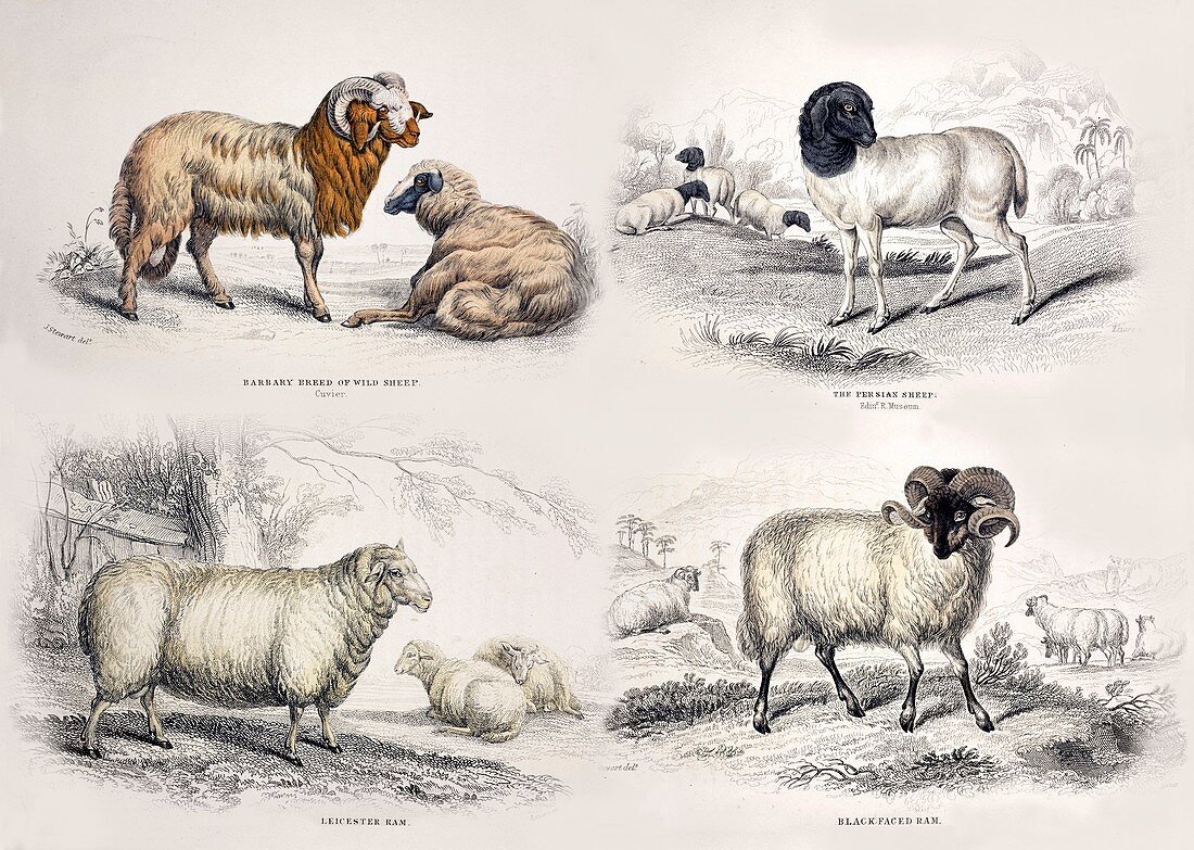 Breeds of domestic sheep