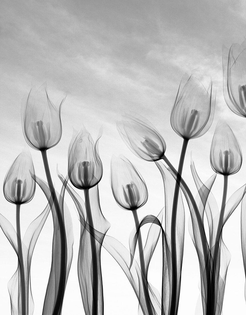 Tulip flowers,X-ray