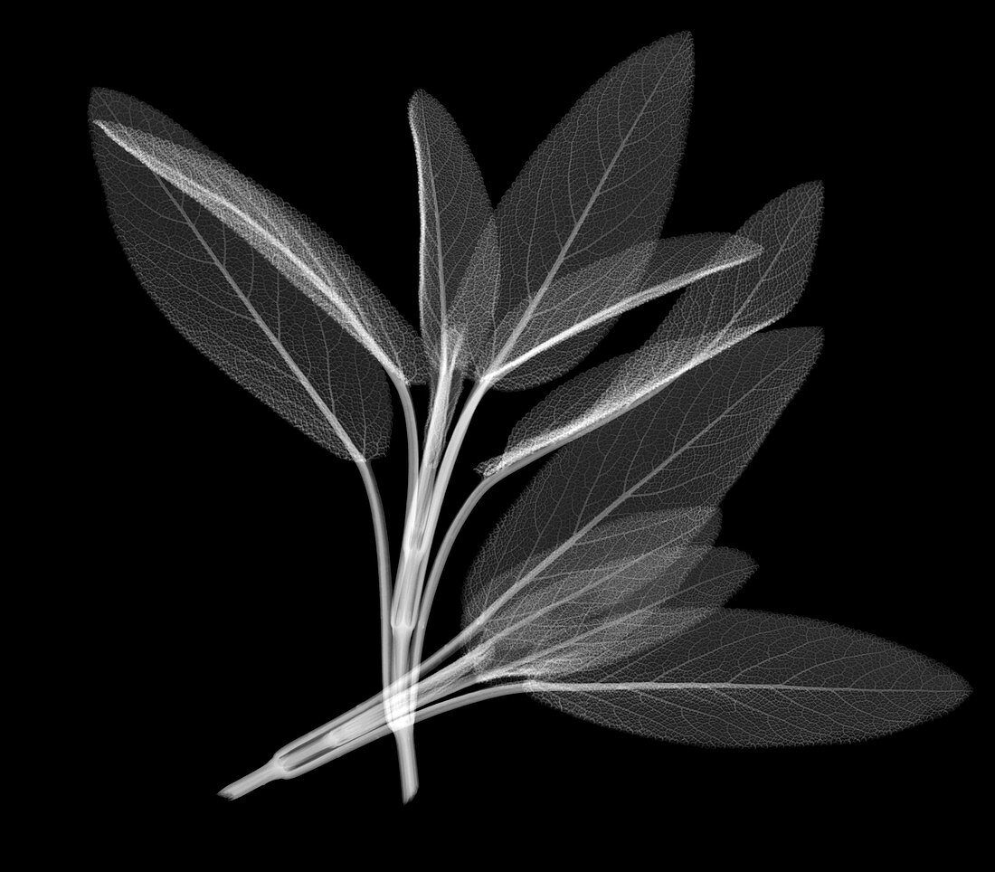 Sage leaves,X-ray