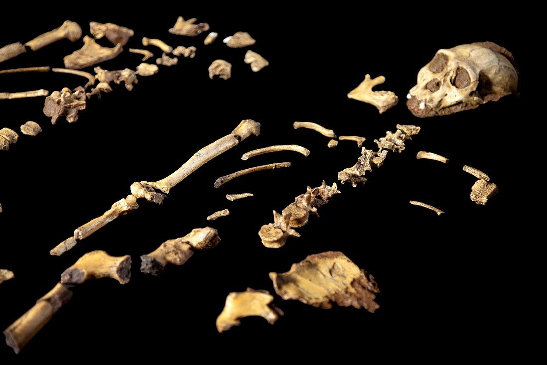 Australopithecus sediba fossil skeletons