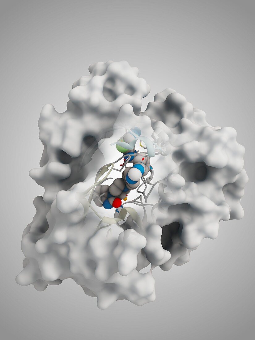 AKT1 human enzyme molecule