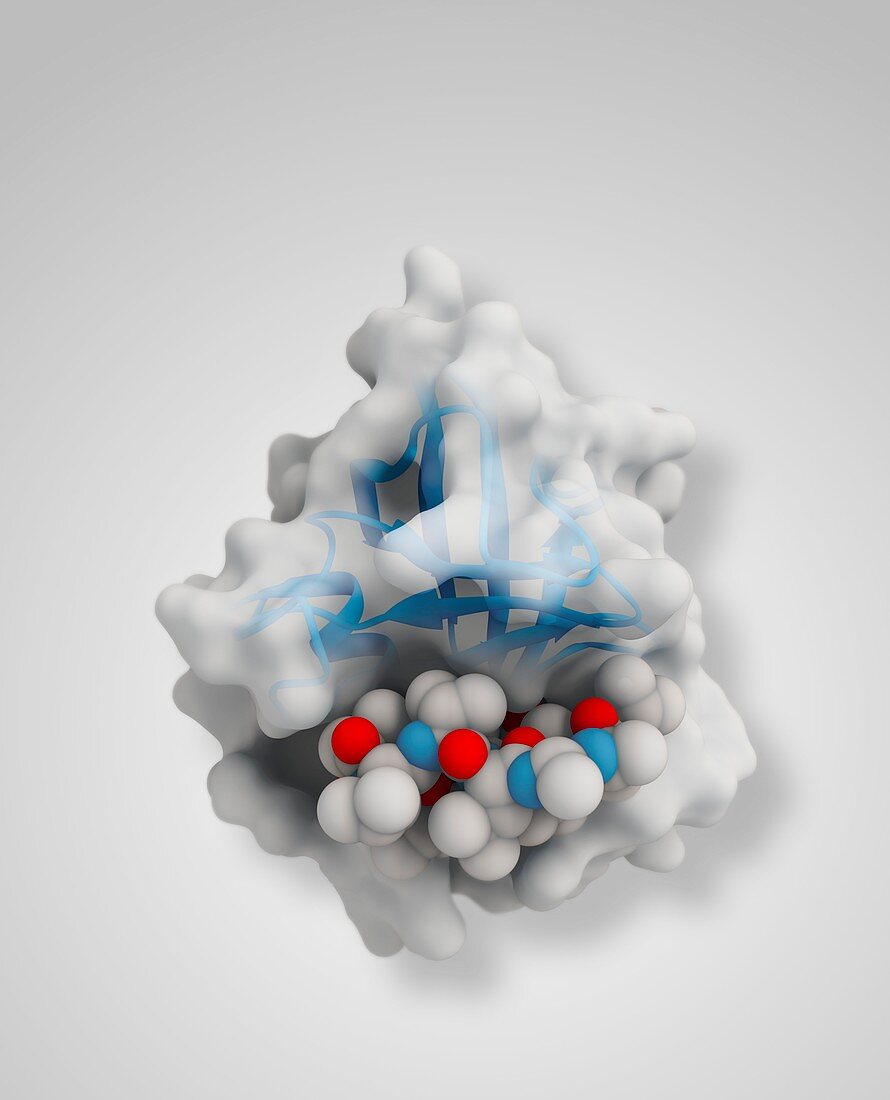 Cyclosporin drug molecule complex