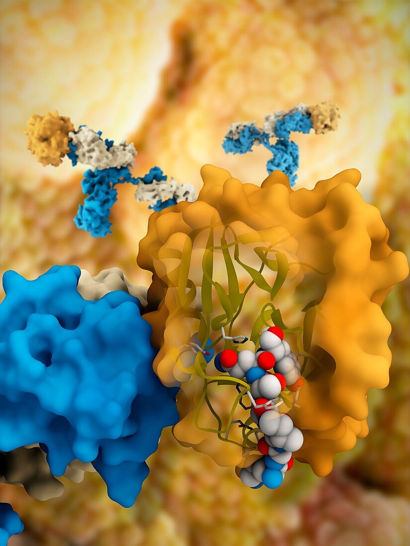 Prostate-specific antigen complex