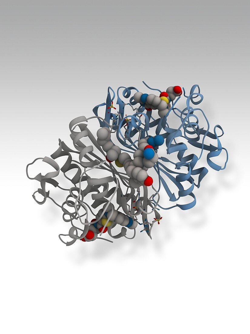 Thymidylate synthetase molecule