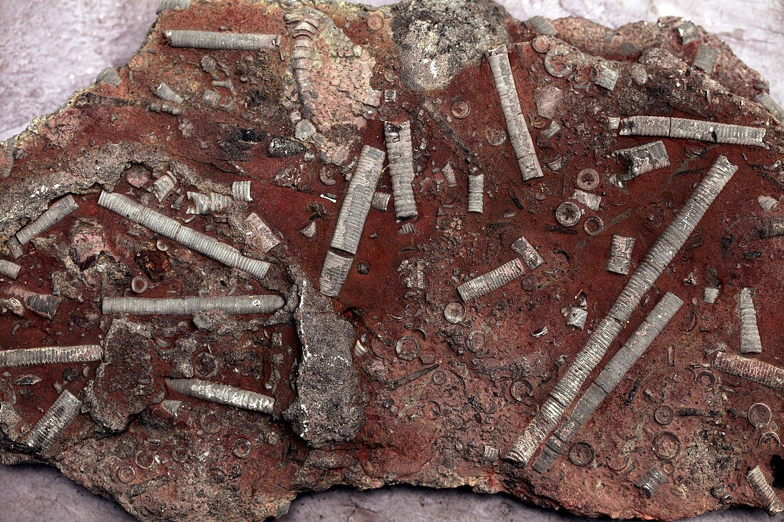 Fossil crinoid stalks