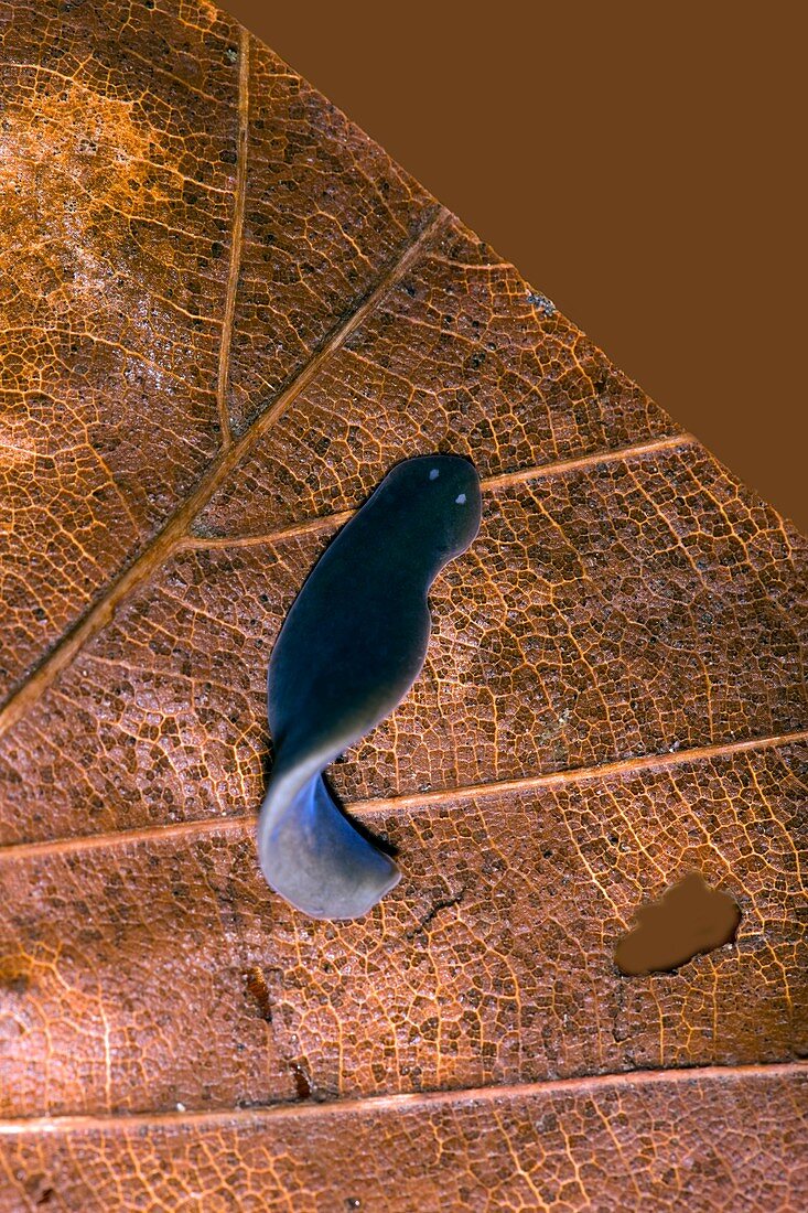 Freshwater flatworm,macrophotograph