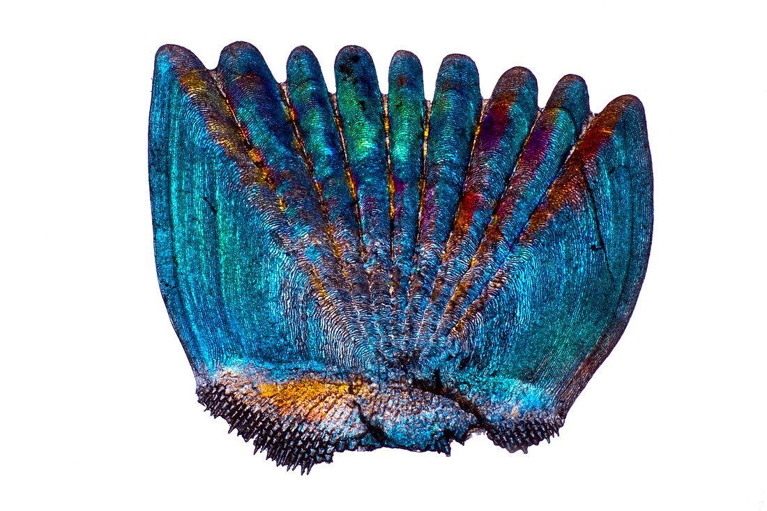 Perch fish scale,light micrograph