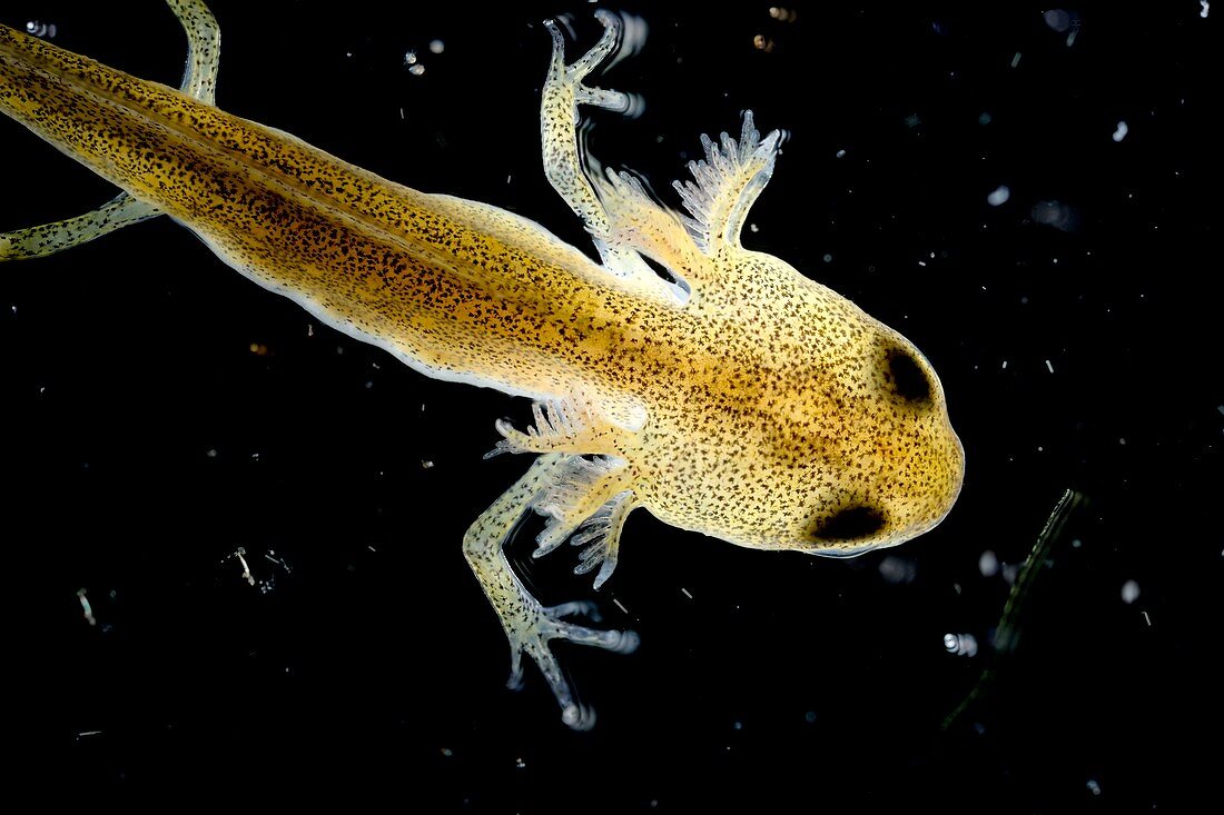 Palmate newt tadpole,light micrograph