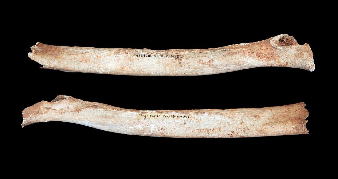 Cro-Magnon 1 fossil thigh bones