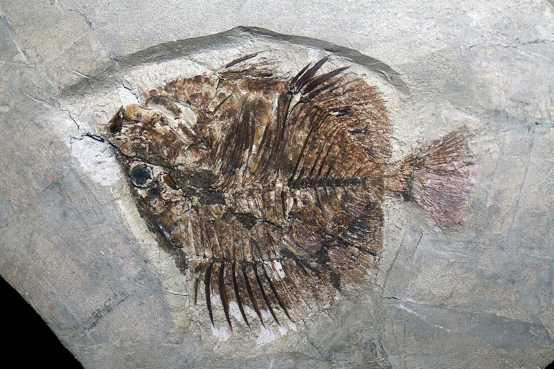 Butterflyfish fossil